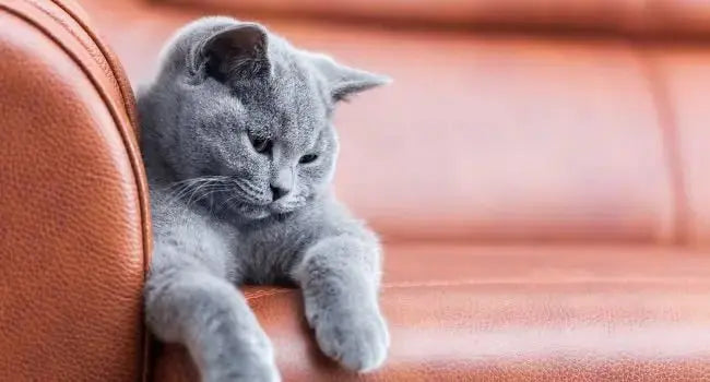 Découvrez-3-façons-simples-pour-protéger-votre-canapé-contre-les-griffes-de-chat Housse De France